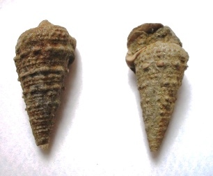 Potamididae ? - Oligocene - Passo del Giovo